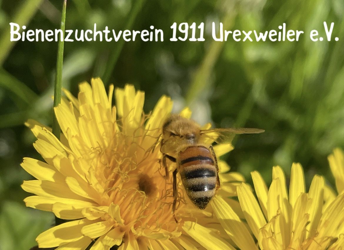 Profilbild des Vereins Bienenzuchtverein 1911 Urexweiler e.V.